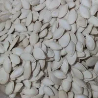 تخم کدو درجه یک محصول امسال