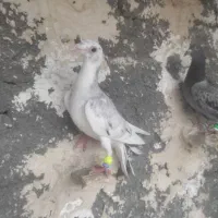ستا عدد کفتر پرشی