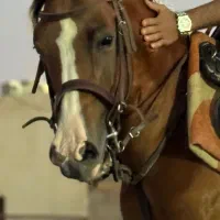 فروش اسب مادیون درهشور نوه شکار کور|اسب و تجهیزات اسبسواری|سیرجان, |دیوار