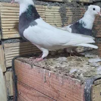 طوقی‌.اشعل|پرنده|بندر ماهشهر, |دیوار