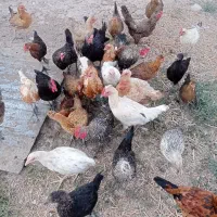 مرغ|حیوانات مزرعه|کوهدشت, |دیوار