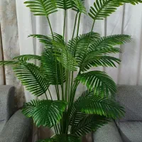 درختچه کنتیا