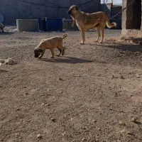 سگ سرابی|سگ|مهربان, |دیوار