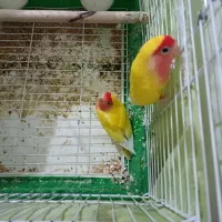 یک جفت طوطی کوتوله برزیلی تخم گذار|پرنده|زنجان, |دیوار