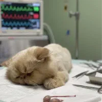 عقیم سازی حیوانات