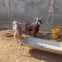 بز لری
