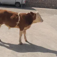 فروش گر نر سمیتال درجه ۱