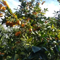 فروش زمین مسکونی ۱۸۰۰ متری در محیطی عالی|فروش زمین و ملک کلنگی|قائم‌شهر, |دیوار