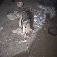 واگذاری توله های سرابی اصل