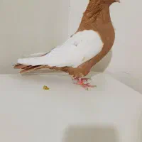 کبوتر نر سرته زرد