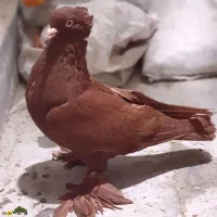 کبوتر تزیینی زیبا