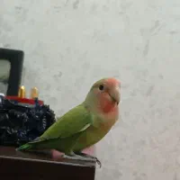 گم شده آخر آسفالت