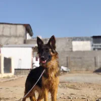 ژرمن ماده مو بلند سه ساله