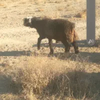 بره قوچی همچی تمام گوش دولا|حیوانات مزرعه|شیراز, فرهنگ شهر|دیوار