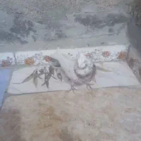 تهرانی نر|پرنده|شیروان (خراسان), |دیوار