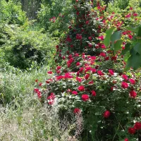 علوفه رایگان