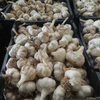سیر تازه