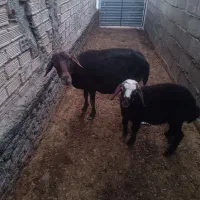 بره و میش|حیوانات مزرعه|سیلاخور, |دیوار