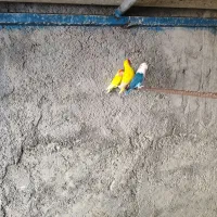 فروش چهار جفت طوطی برزیلی مولد درجه یک|پرنده|اشکنان, |دیوار