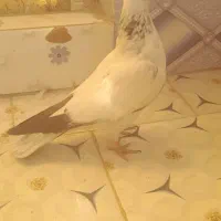 کبوتر گرفتنی|پرنده|نیمروز, |دیوار