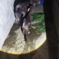 بزجوان وسرحال