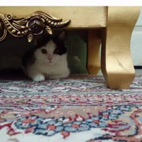 گربه خونگی بالغ