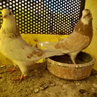 کبوتر|پرنده|محمدشهر, محمدشهر|دیوار