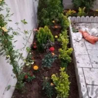 خدمات باغبانی باغچه کاری گلکاری هرس کاری بیل زنی|خدمات حمل و نقل|پرند, فاز ۶|دیوار