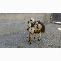 بره قوچ پلنگی میش بز