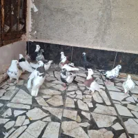 کفتر|پرنده|خرمشهر, |دیوار