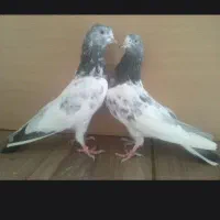 کبوتر کفتر پاکستانی تیدی جفت نر ماده