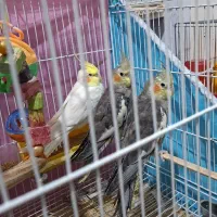 عروس هلندی خونگی