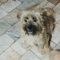 شیتزو پامر خالص بازیگوش