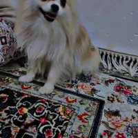 یک دختر پامرانین نژاد داره اصل