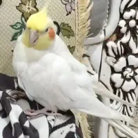 عروس هلندی گمشده