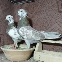 کفتر با ضمانت کتبی