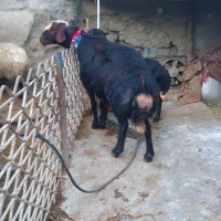 قوچ قره قزل