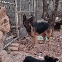 نروماده گ|سگ|کرمانشاه, |دیوار