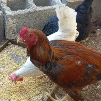 مرغ و خروس لاری