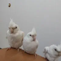 عروس هلندی آلبینو سخنگو|پرنده|الوند, |دیوار