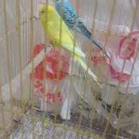 جفت مرغ عشق مولد