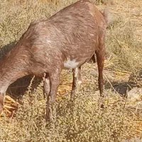 ۴ بزمنگوله دار ویک نری ۸ماهه|حیوانات مزرعه|چاه داد خدا, |دیوار