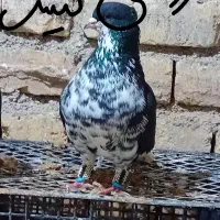 ساده افشون نر