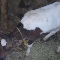 گاو سیمنتال با گوساله ماده|حیوانات مزرعه|نظر کهریزی, |دیوار