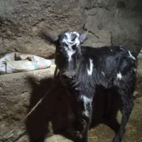 گوساله شیری ماده