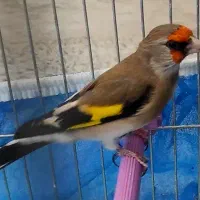 سهره دو رگه ۲ ساله کتون خور و خرقه۰۰۰