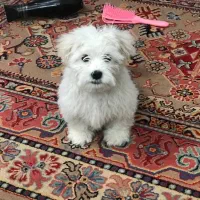 شیتزو تریر قیمت مناسب