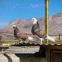 یجفت کبوتر شازده هما سنجابی