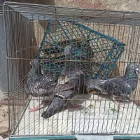 قناری و کفتر پلاکی