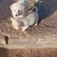 توله اشپیتز پامر